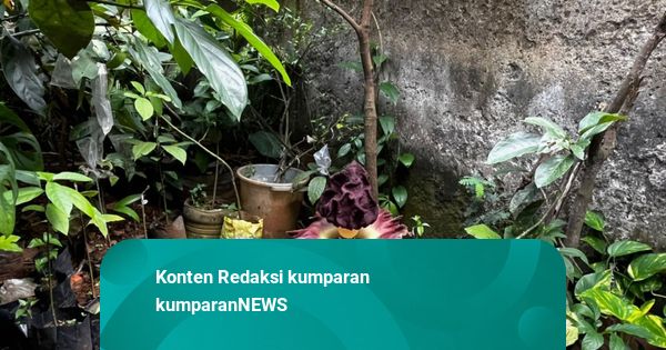 Kisah Bunga Bangkai Mekar di Jaksel yang Bikin Heboh Jagakarsa