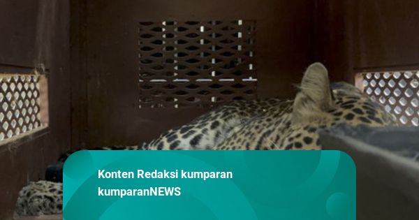 Heboh Macan Tutul Masuk ke Hotel di Bandung