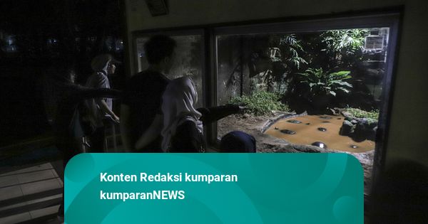 Wisata Malam Kebun Binatang Ragunan Capai 3.635 Pengunjung, Pengelola Cek Satwa