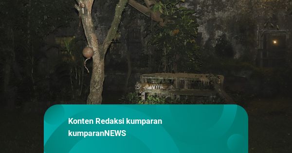 Wisata Malam Kebun Binatang Ragunan, Pengelola Imbau Pengunjung sewa Buggy Car