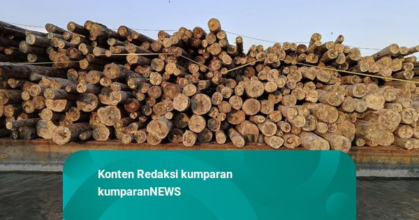 Kayu Meranti yang Disita Satgas PKH Hasil Rusak 730 Hektare Hutan di Mentawai