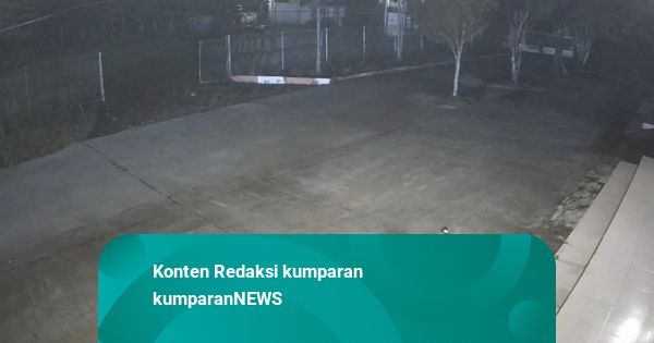 Saat Harimau Sumatera Terpisah dari Induknya, Lalu Masuk Kantor BRIN di Sumbar