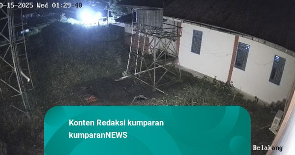 Harimau Sumatera Masuk Kantor BRIN Agam: Kejar Anjing, lalu Terpisah Induk