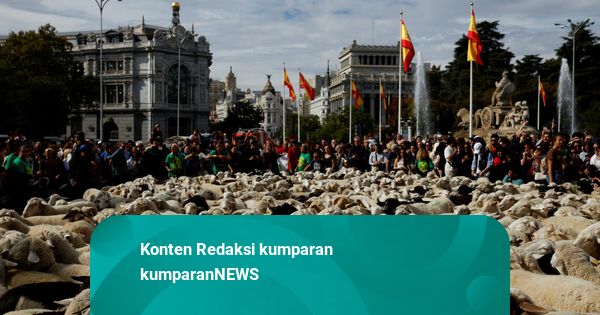 Foto: Ribuan Domba Padati Jalanan Kota Madrid, Spanyol