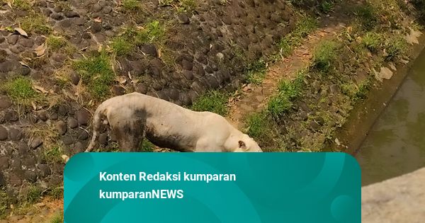 Pram soal Isu Petugas Ragunan Bawa Pulang Pakan Harimau: Saya Sudah Cek, Tak Ada