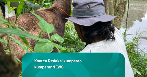 Rusa Peliharaan yang Berkeliaran di Sleman Ditangkap: Sedang Rebahan Dekat Kolam
