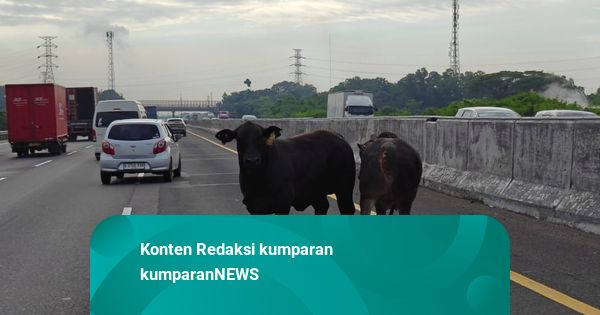 Momen 2 Sapi Ngamuk di Tol Cikampek: Seruduk di Rest Area, Berakhir Disembelih
