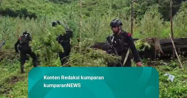 Bareskrim Musnahkan 51,57 Ha Ladang Ganja di Aceh, Setara 155,2 Ton Siap Edar