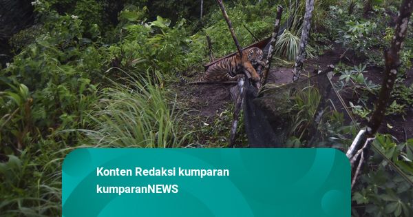 Foto: Harimau Sumatera saat Terjerat Ladang Masyarakat di Agam, Sumatera Barat