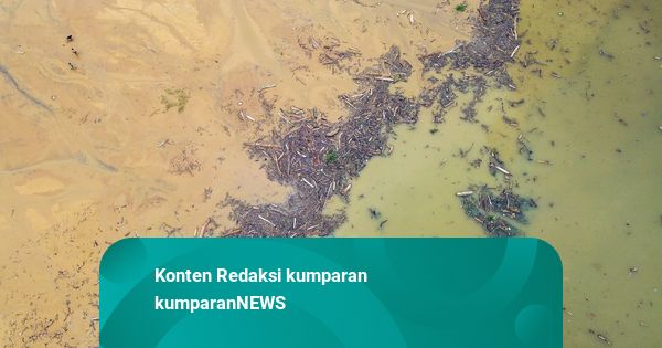 Titiek Minta Menhut Proses Hukum Pembabat Hutan: Mau Bintang, Gak Usah Takut!