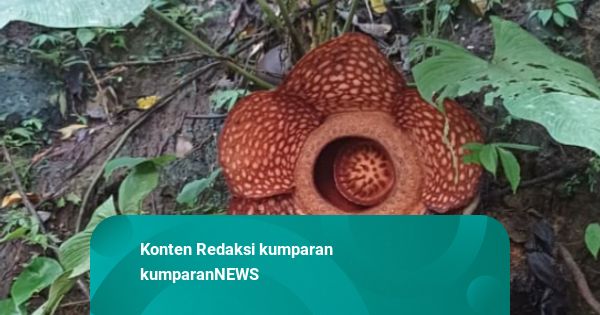 Momen Tim SAR Temukan Rafflesia Mekar saat Cari Korban Banjir di Lembah Anai