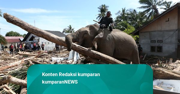Foto: Aksi Gajah Sumatera Bantu Bersihkan Sisa Bencana di Pidie Jaya, Aceh