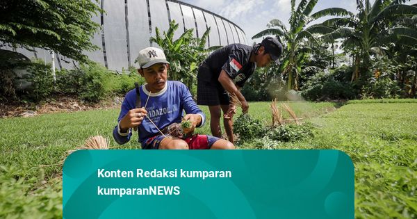 Foto: Merawat Kebun Kemangi di Sudut Megahnya Jakarta International Stadium