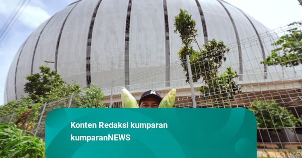 Foto: Panen Jagung Perdana Kelompok Tani Kampung Bayam di Sisi Stadion JIS