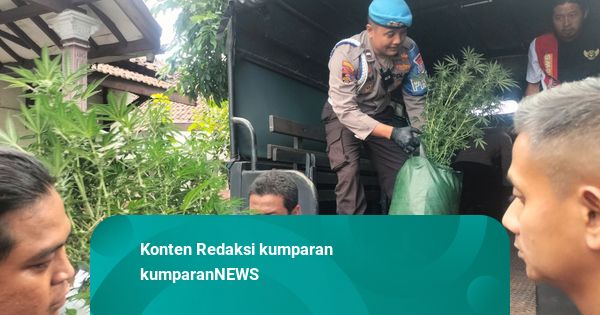 Polisi Gerebek Rumah di Jombang, Sita 110 Batang Ganja