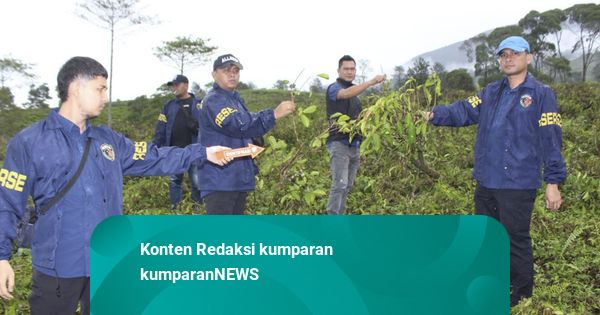 4 Hektare Kebun Teh di Garut Dirusak, Pelaku hingga Pemodal Ditangkap