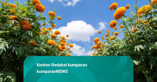 BRIN Soroti Bunga Marigold untuk Ibadah di Bali Masih Impor dari Thailand