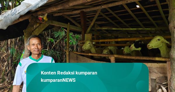 Cerita Warga Sleman 4 Kambingnya Mati Dimangsa Anjing Liar