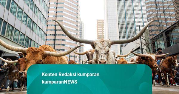 Foto: Rombongan Sapi Penuhi Jalanan Saat Parade Festival Ternak di Colorado, AS