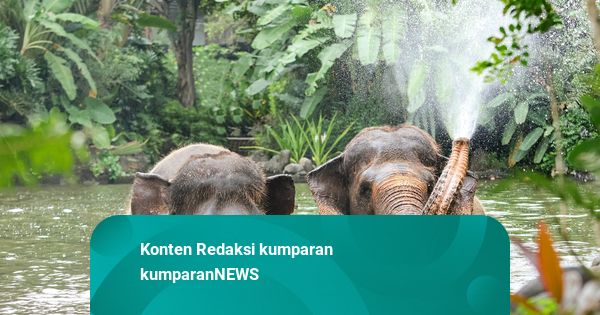 Pengunjung Bali Zoo Kini Dilarang Naik Gajah