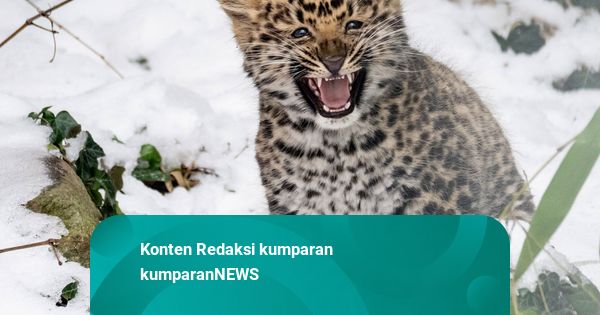 Foto: Mengintip Lucunya Anak Macan Tutul Amur di Austria