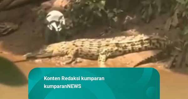 Buaya Muara Muncul di Sungai Dekat SMAN 5 Depok, Pihak Sekolah Khawatir