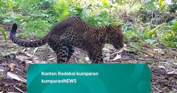 KDM Soal Penembakan Macan Tutul Langka di Karawang: Pelaku Sudah Diamankan
