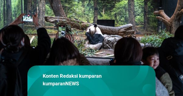Panda Pinjaman di Tokyo Akan Dipulangkan ke China, Penggemar Kumpul di Ueno Zoo