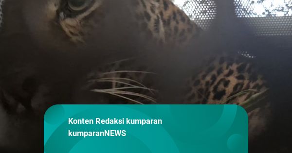 Macan Tutul yang Masuk Permukiman di Bandung Barat Dievakuasi ke Garut