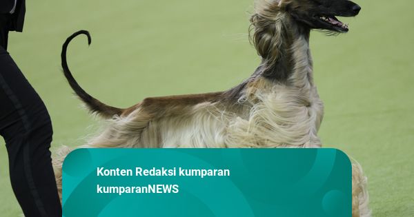 Anjing Afghan Hound Lepas di Jalan Daan Mogot: Mondar-mandir, Dikira Kambing
