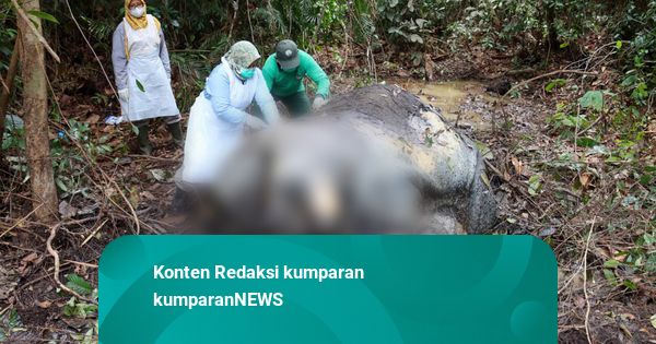 Polda Riau Kejar Pemburu Liar yang Tembak dan Penggal Kepala Gajah Sumatera