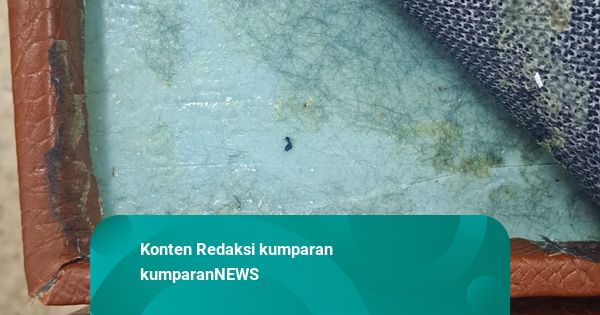 WN Iran Selundupan 11,5 Kg Sabu ke RI: Kristal Biru, Disembunyikan di Balik Peti