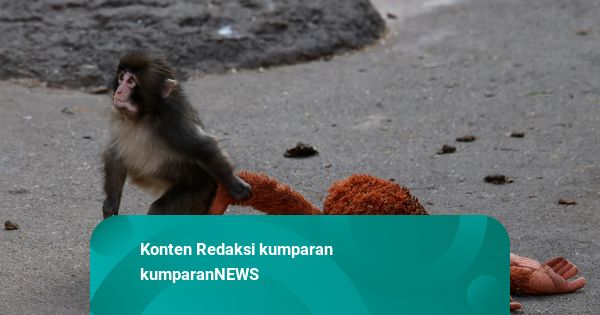 Dua Turis AS Ditangkap Gara-gara Nekat Terobos Kandang Punch di Jepang