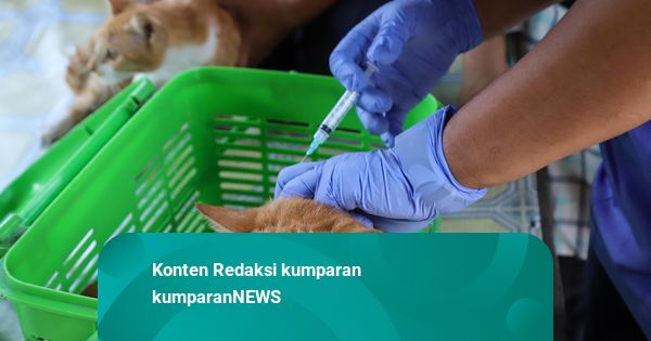 Foto: Jakarta Siaga Rabies, 45 Ribu Hewan Jadi Target Vaksinasi