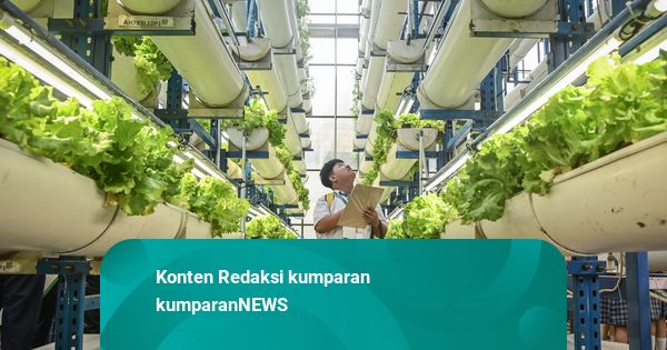 Foto: Belajar Sambil Panen Sayur Hidroponik di Jakarta
