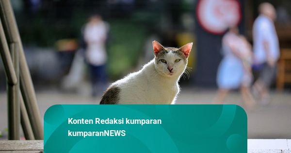 Foto: Kehidupan Santai Si Kucing Gembul di Kawasan Stasiun MRT Dukuh Atas