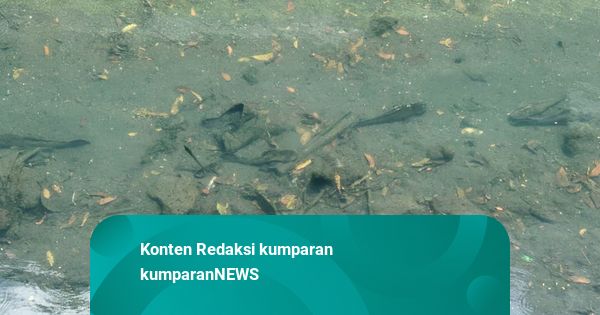 Pemprov Jakarta Mau Berantas Ikan Sapu-sapu, Ahli Ungkap Cara Paling Efektif