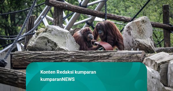 Foto: Habitat Baru Orang Utan Dibuka di Kebun Binatang Tertua di Paris