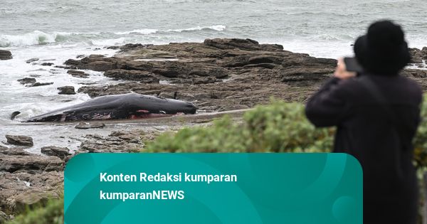 Foto: Paus Sperma Terdampar di Pantai Prancis Ditemukan Mati