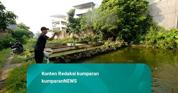 Berkat MBG, Pembudidaya Ikan Semangat Bekerja karena Pasti Laku
