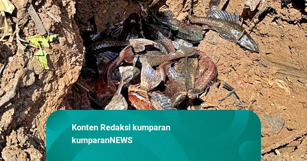 MUI Soroti Penguburan Ikan Sapu-sapu, Pemprov DKI Bakal Sesuaikan