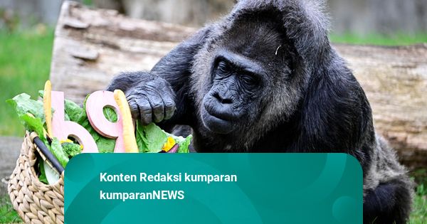 Foto: Fatou, Gorila Tertua di Dunia Rayakan Ulang Tahun ke-69