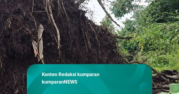 Heboh Pohon Beringin di Situbondo Tumbang, Kembali Tegak Usai Dahan Dipotong