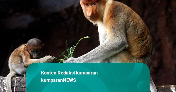 Foto: Populasi Bekantan Meningkat di Kota Malang