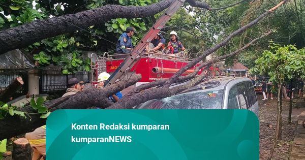 Diduga Tersambar Petir, Pohon di Jalan Badak Singa Bandung Tumbang Timpa Mobil