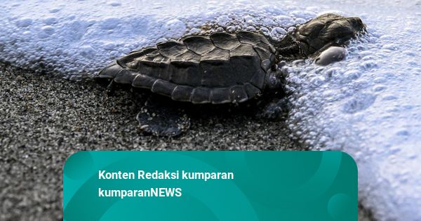 Foto: Pelepasan Tukik Penyu Zaitun di Banda Aceh
