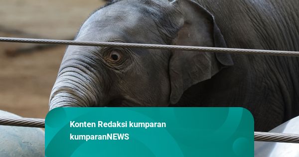 Foto: Anak Gajah Asia Pertama dalam 25 Tahun Lahir di Kebun Bintang AS