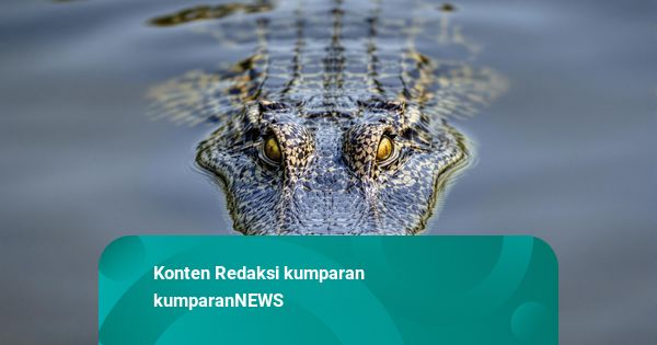 Diserang saat Menyelam, Warga Tanimbar Tikam Mati Buaya Muara