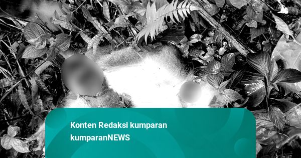 Pemburu Tembak Monyet Liar yang Teror Warga di Cianjur