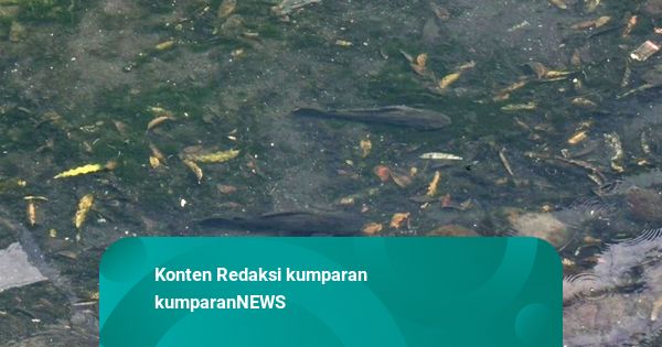 Sempat Dibersihkan, Masih Adakah Ikan Sapu-sapu di Kali Cideng?